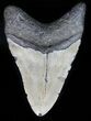 Bargain, Megalodon Tooth - North Carolina #59040-1